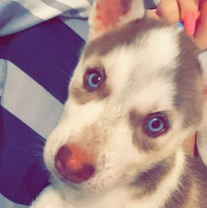 Meet your Posher, Bella